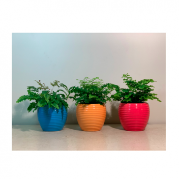 3 pots de plantes, un bleu, un rouge et un orange