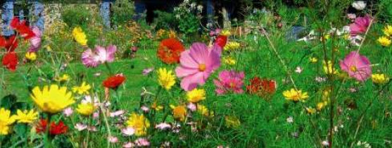 prairie fleurie de toutes les couleurs