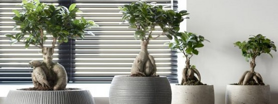 Un arbre bonsai - la décoration par excellence pour l'intérieur ou