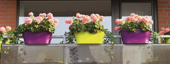 pots de fleurs sur un balcon