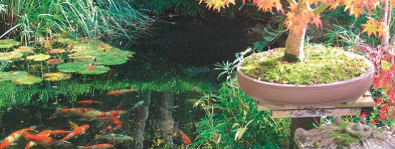 bassin de jardin avec végétation et petits poissons