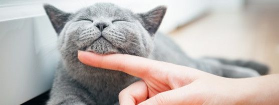 chat gris se faisant caresser le menton