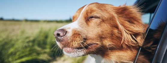 chien sortant la tête par la fenêtre de la voiture