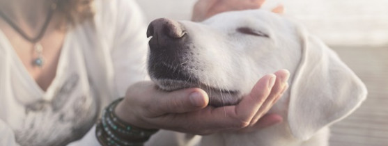 femme qui caresse le menton d'un chien