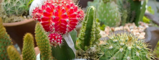 cactus de plusieurs couleurs