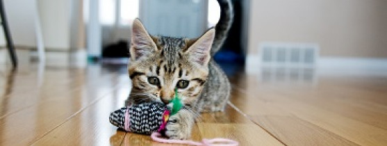 chaton jouant avec un jouet pour chat