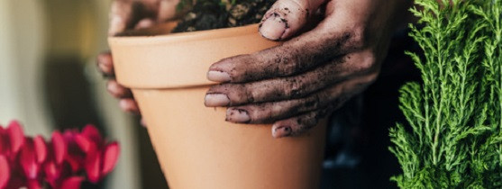 contenant pour plantes