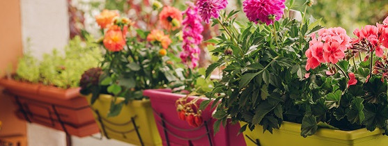 fleurs roses, rouges et oranges en pots