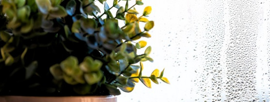 plante et fenêtre humide