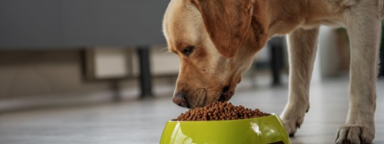 Nourrir son chien - Quelle nourriture pour un chien  Magasin Vert