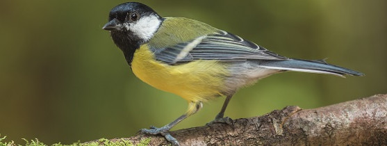 oiseau de la nature jaune vert et noir