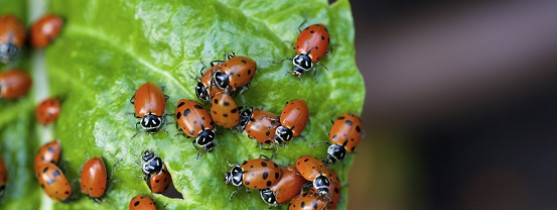 coccinelles sur une feuille