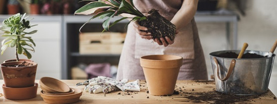 femme qui met une plante dans un pot