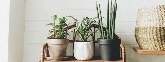 plantes vertes d'intérieur en pot