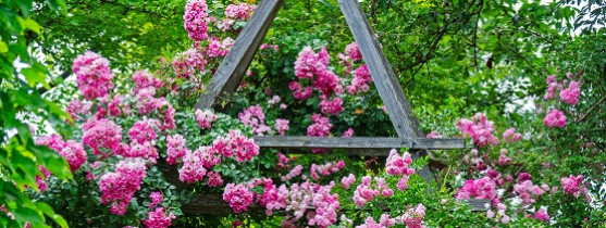 rosier dans un jardin