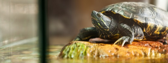 tortue sur une pierre dans l'eau