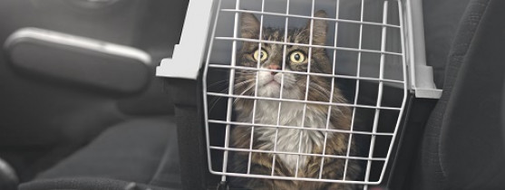 Voyager avec un chat : comment le transporter ?