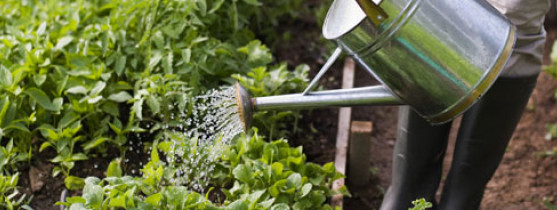 Comment et pourquoi récupérer l'eau de pluie - Jardin Pro - Centre