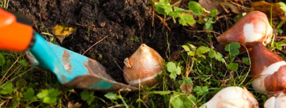 personne qui plante des bulbes dans la terre