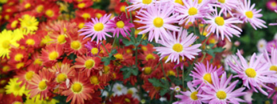 chrysanthèmes de toutes les couleurs