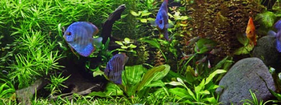 aquarium avec végétation et poissons bleus