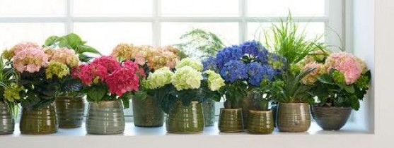 pots d'hortensias de toutes les couleurs