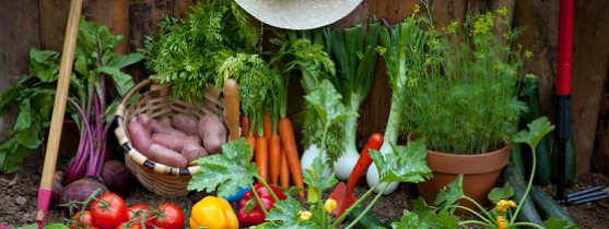 carottes, pommes de terre, tomates et autres légumes