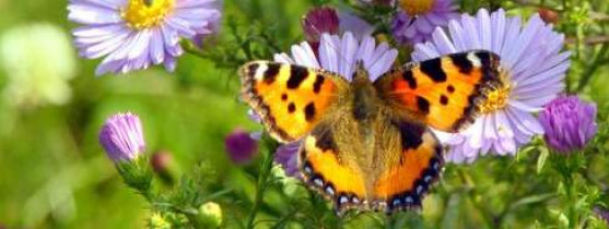 papillon sur une fleur violette
