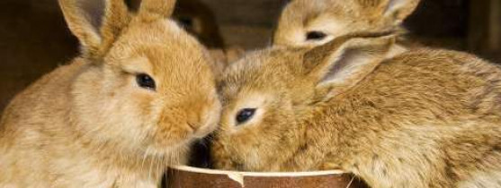 3 lapins mangeant dans une gamelle