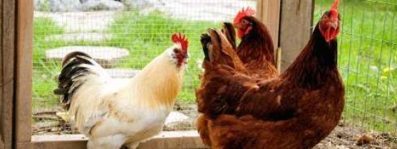 1 coq pour combien de poules best sale