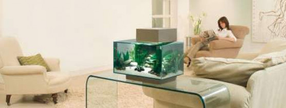 Nos conseils : Découvrir les nano-aquariums