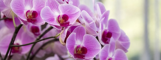 Rempotage des orchidées