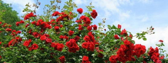 rosiers rouges