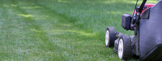 tondeuse dans un jardin