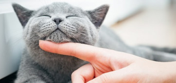 chat gris se faisant caresser le menton