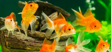 poissons rouge dans aquarium