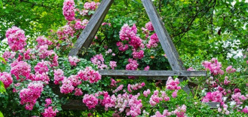 rosier dans un jardin