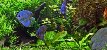 aquarium avec végétation et poissons bleus