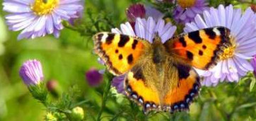 papillon sur une fleur violette