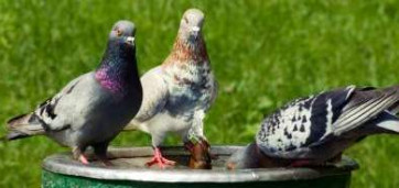 trois pigeons sur un bidon 