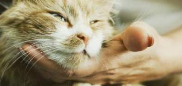 main d'humain qui caresse le menton d'un chat