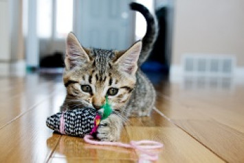 chaton jouant avec un jouet pour chat