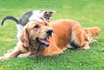 chat blanc et gris qui monte sur la tête d'un chien roux sur l'herbe